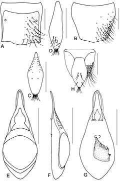 Image of Metolinus emarginatus Zhou, Yu-Lingzi & Hong-Zhang Zhou 2011