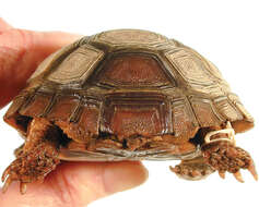 Image of Gopher Tortoises
