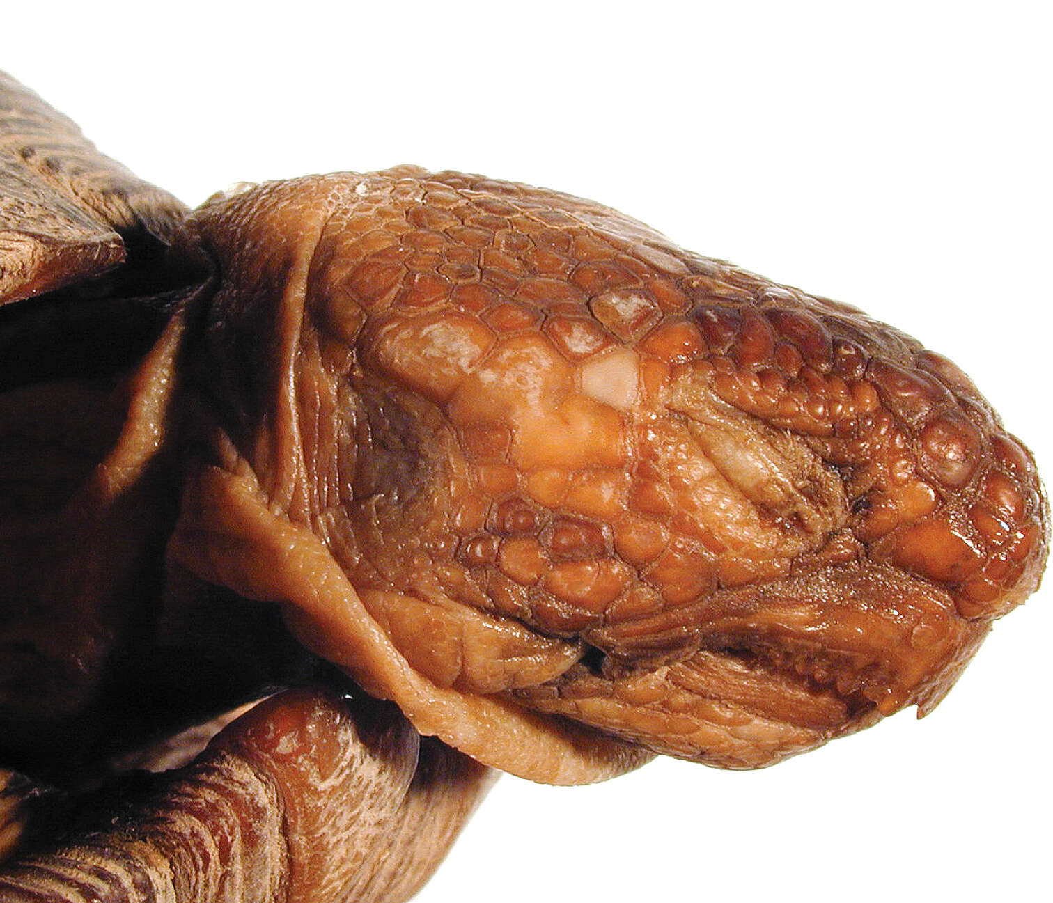 Image of Gopher Tortoises