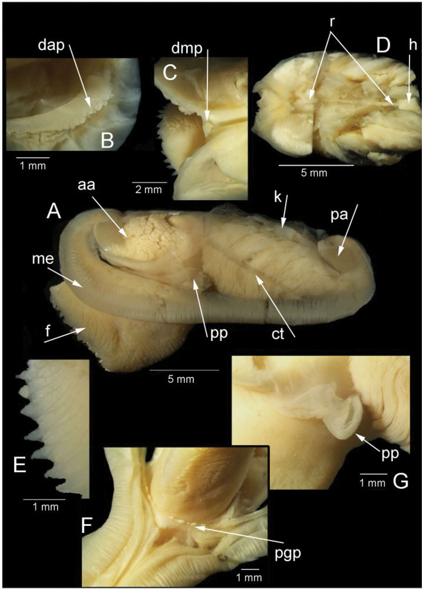 Image de Solemyoidea Gray 1840