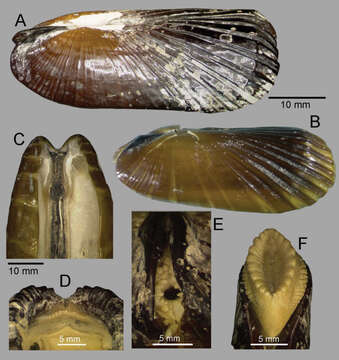 Image of Acharax Dall 1908