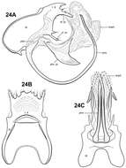 Image de Itauara tusci Robertson & Holzenthal