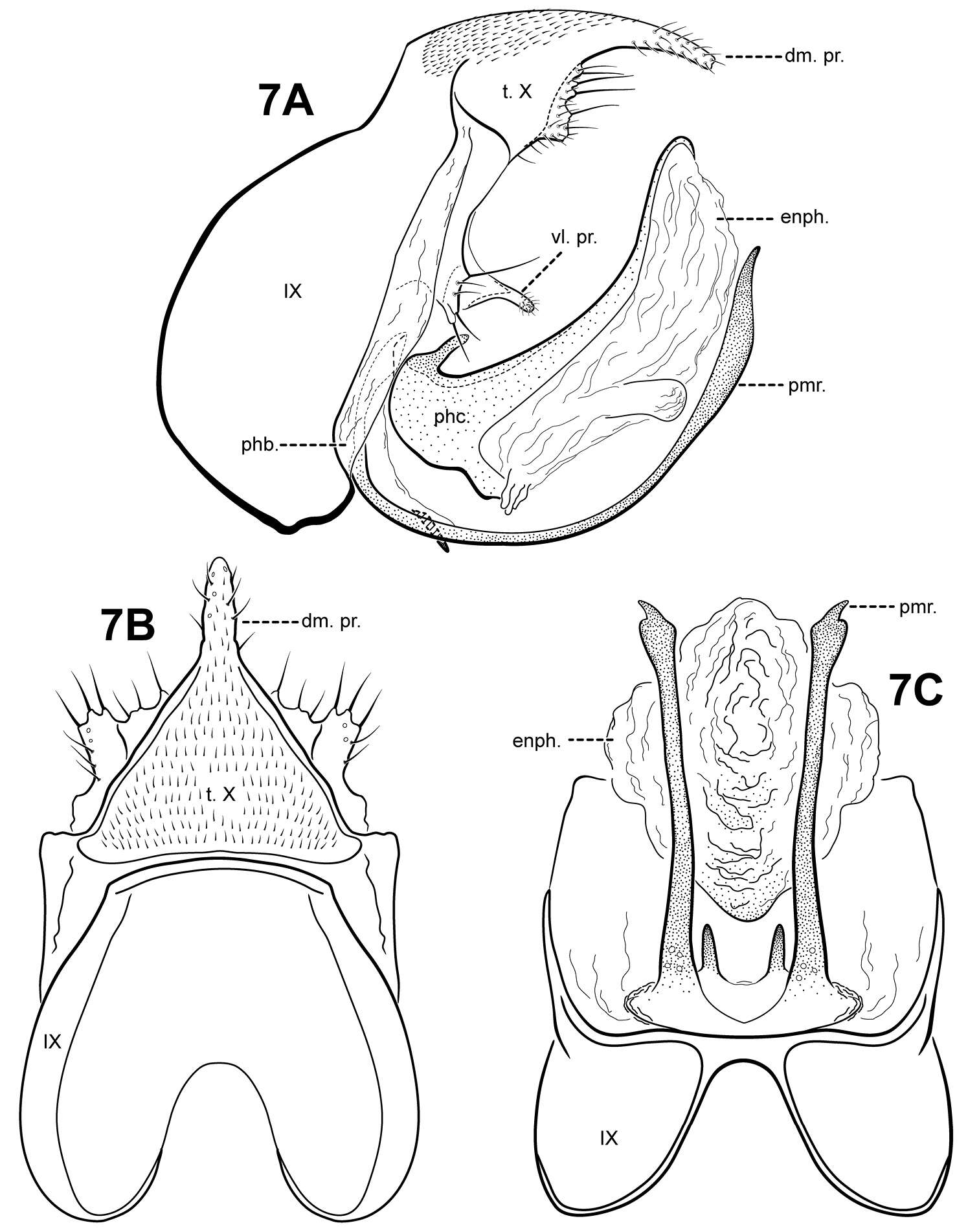 Image of Itauara blahniki Robertson & Holzenthal