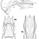 Image of Itauara charlotta Robertson & Holzenthal