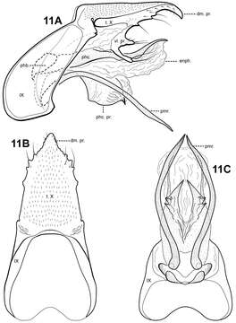 Image of Itauara flinti Robertson & Holzenthal