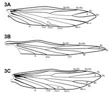 Image of Itauara guyanensis Robertson & Holzenthal