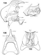 Image of Itauara guyanensis Robertson & Holzenthal