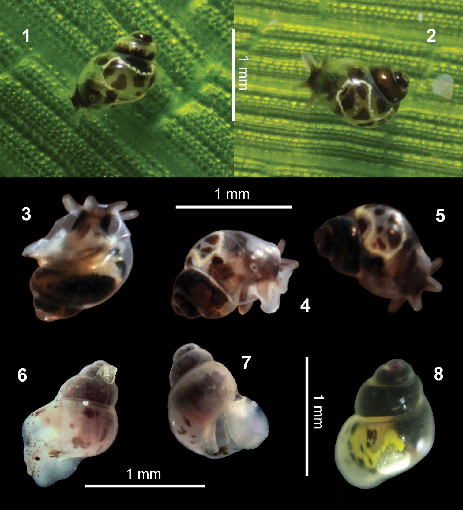 Image of unclassified Gastropoda