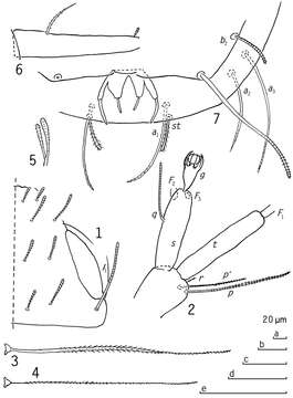 Image of pauropods