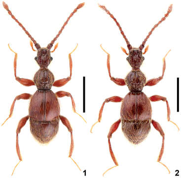 Image of Intestinarius longiceps Yin, Zi-Wei & Li-Zhen Li 2011