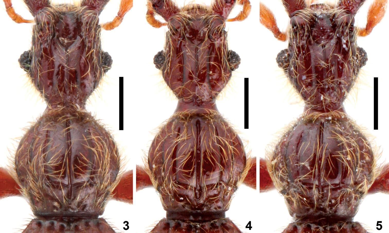 Image of Intestinarius longiceps Yin, Zi-Wei & Li-Zhen Li 2011