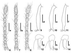 Image of Intestinarius longiceps Yin, Zi-Wei & Li-Zhen Li 2011