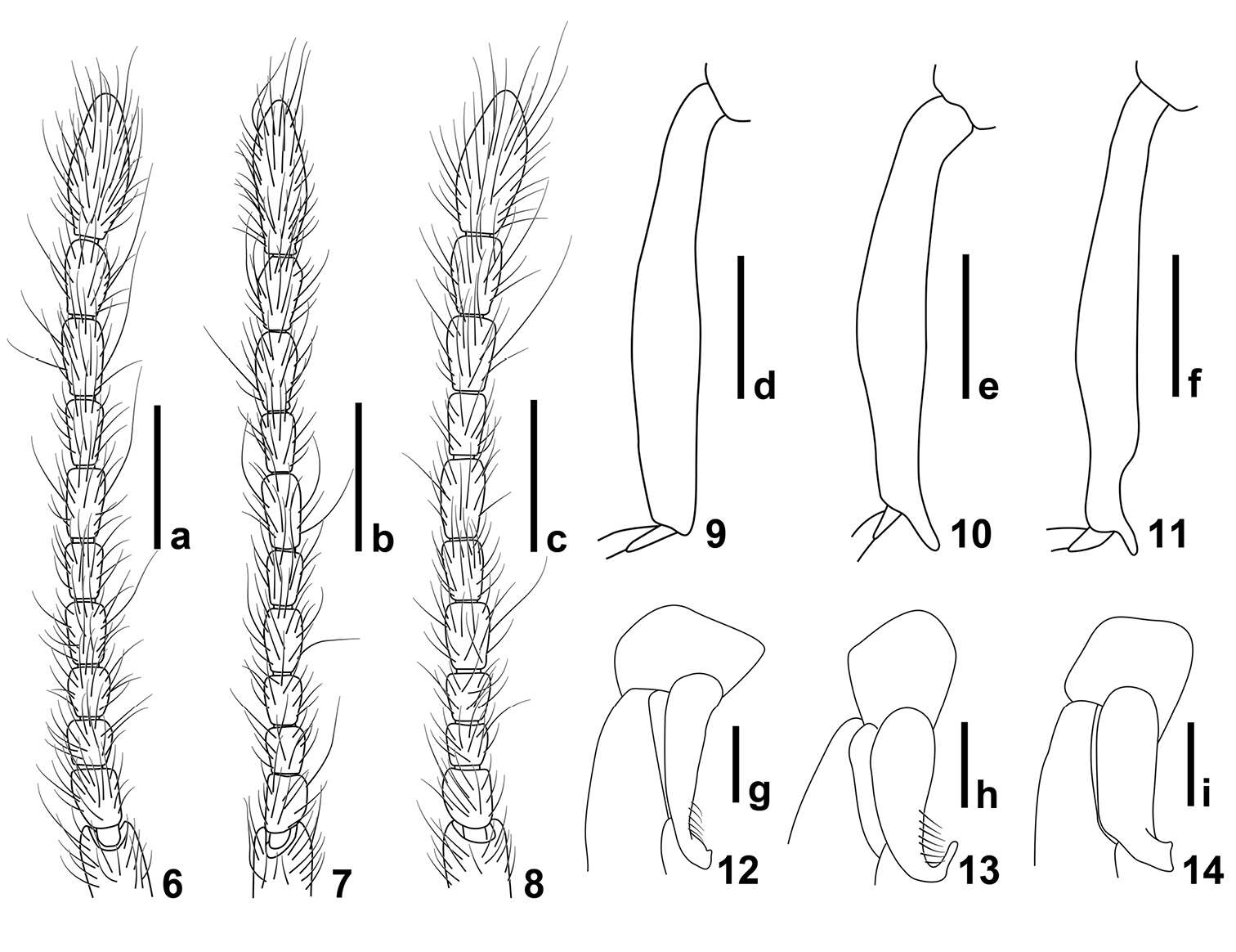 Image of Intestinarius longiceps Yin, Zi-Wei & Li-Zhen Li 2011