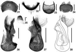 Image of Intestinarius longiceps Yin, Zi-Wei & Li-Zhen Li 2011