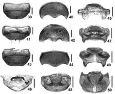 Image of Intestinarius longiceps Yin, Zi-Wei & Li-Zhen Li 2011