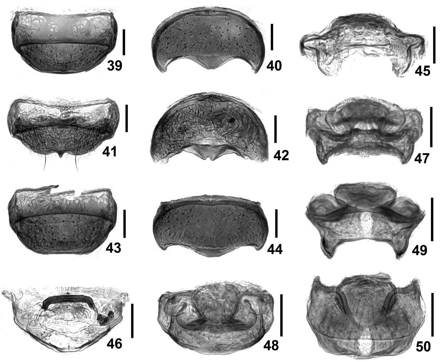 Image of Intestinarius longiceps Yin, Zi-Wei & Li-Zhen Li 2011