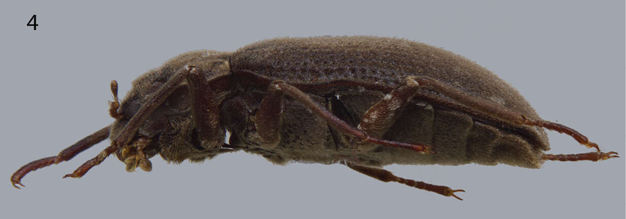 Image of riffle beetles