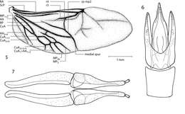 Image of riffle beetles