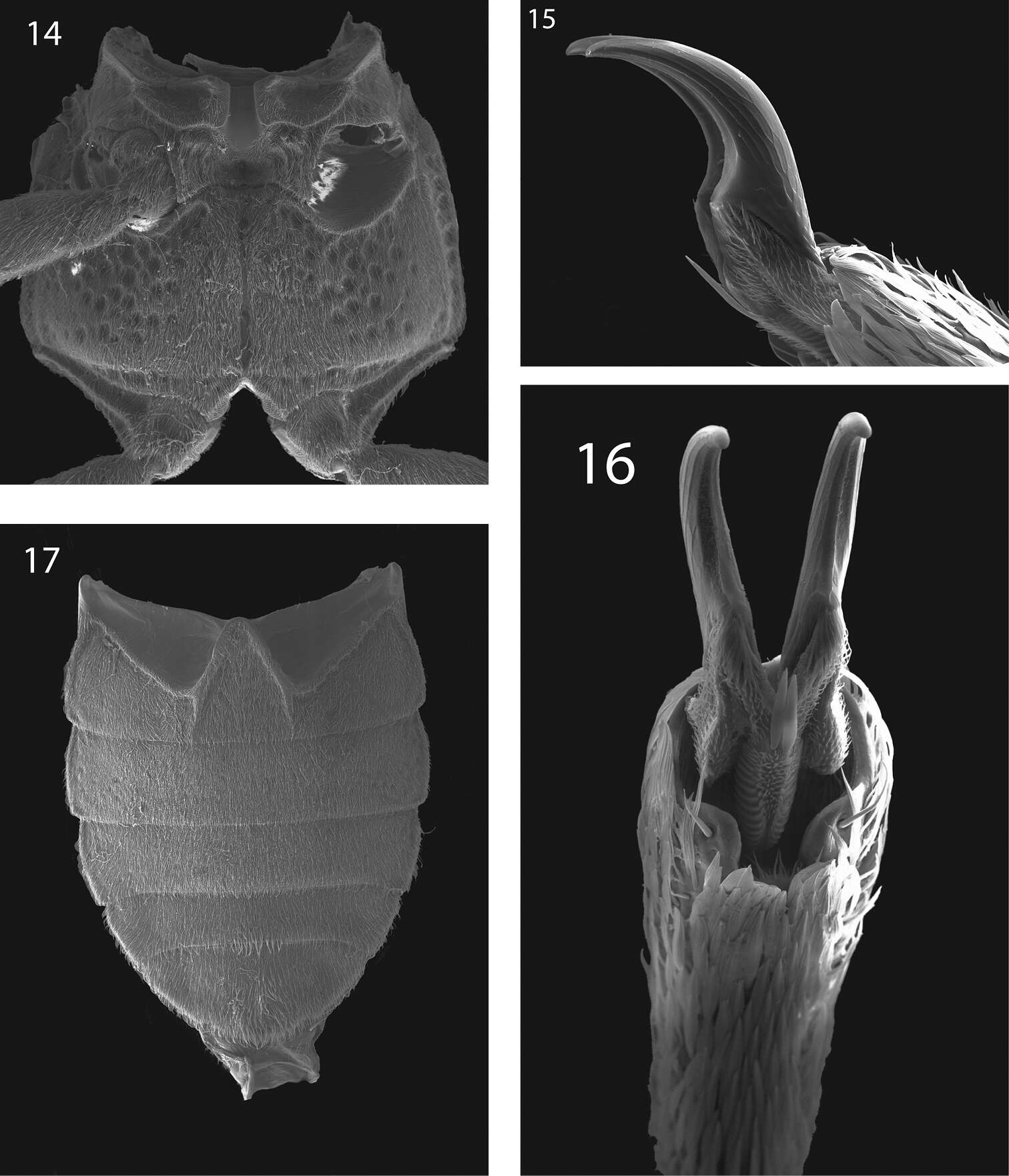 Elmidae resmi