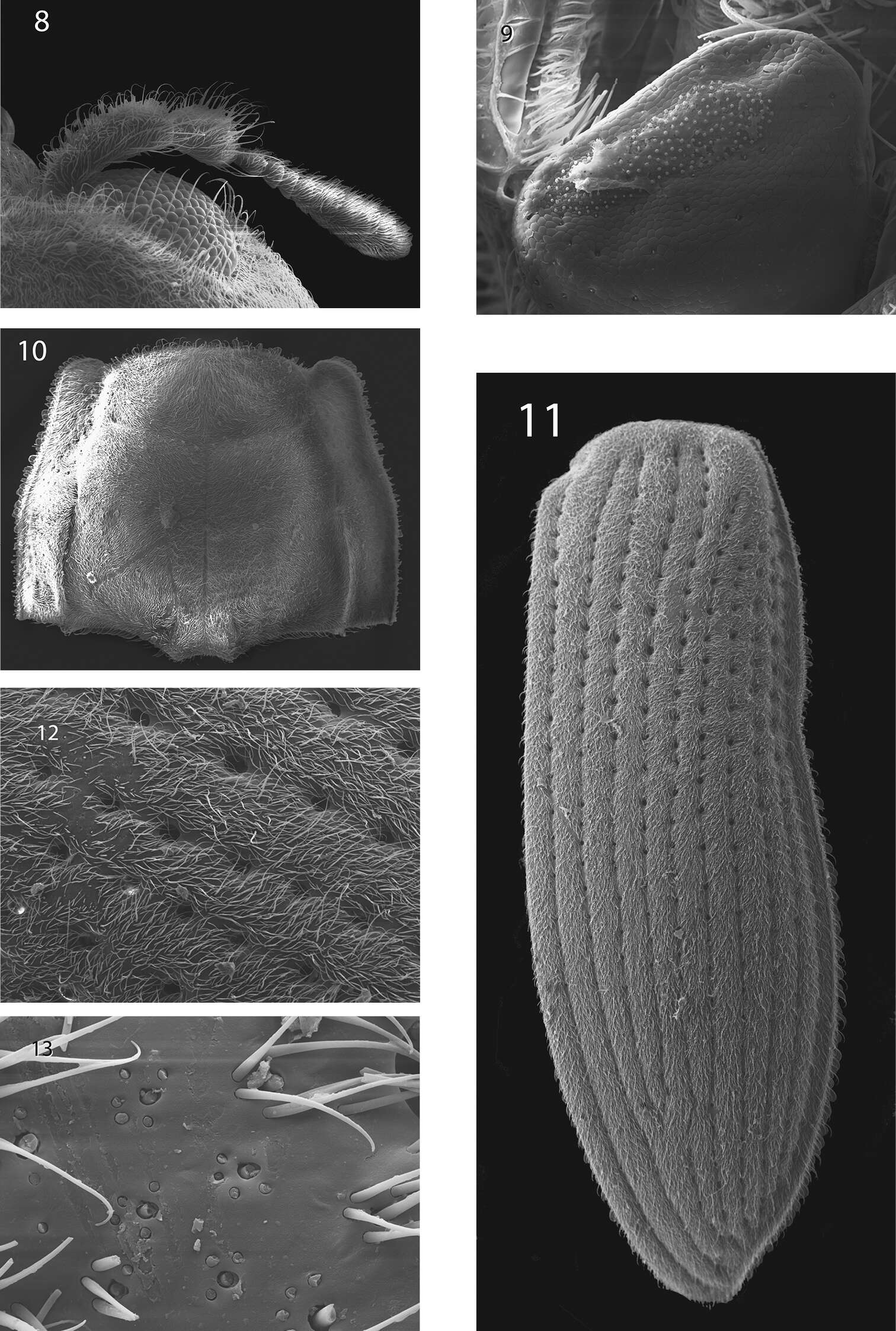 Image of Hypsilara royi Maier & Spangler 2011