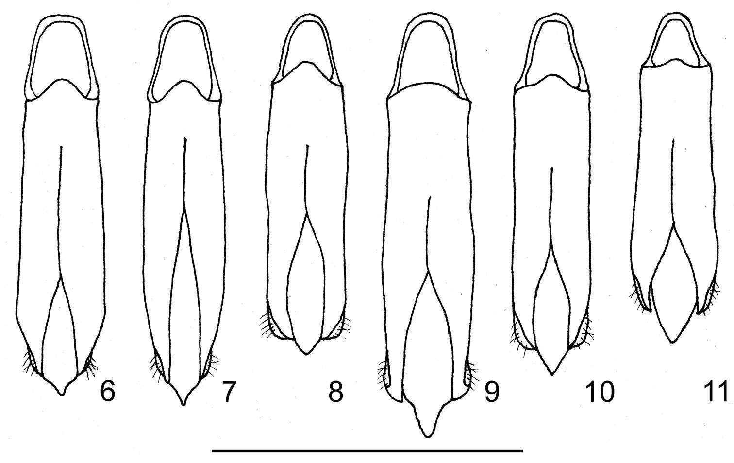 Image of Philanthaxia chalcogenoides Bílý & Nakládal 2011