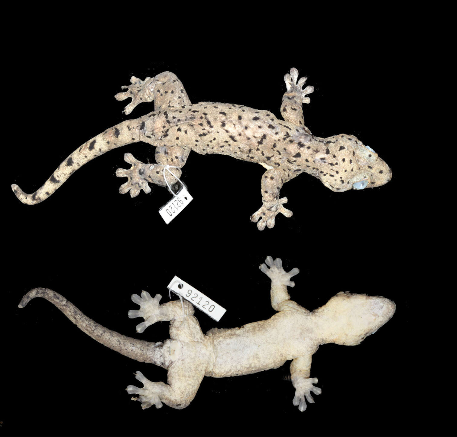 Image of Thecadactylus oskrobapreinorum Köhler & Vesely 2011