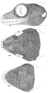 Image of Thecadactylus oskrobapreinorum Köhler & Vesely 2011