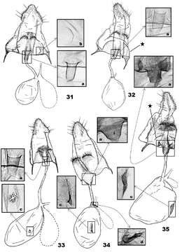 Image of Eucalantica costaricae Sohn & Nishida