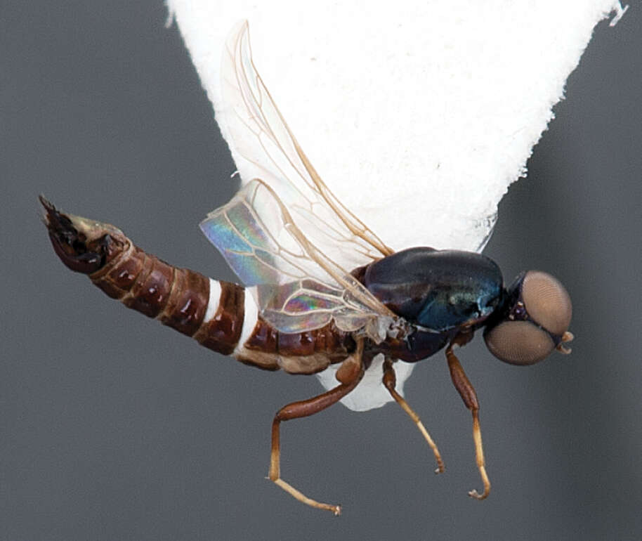 Image of window flies