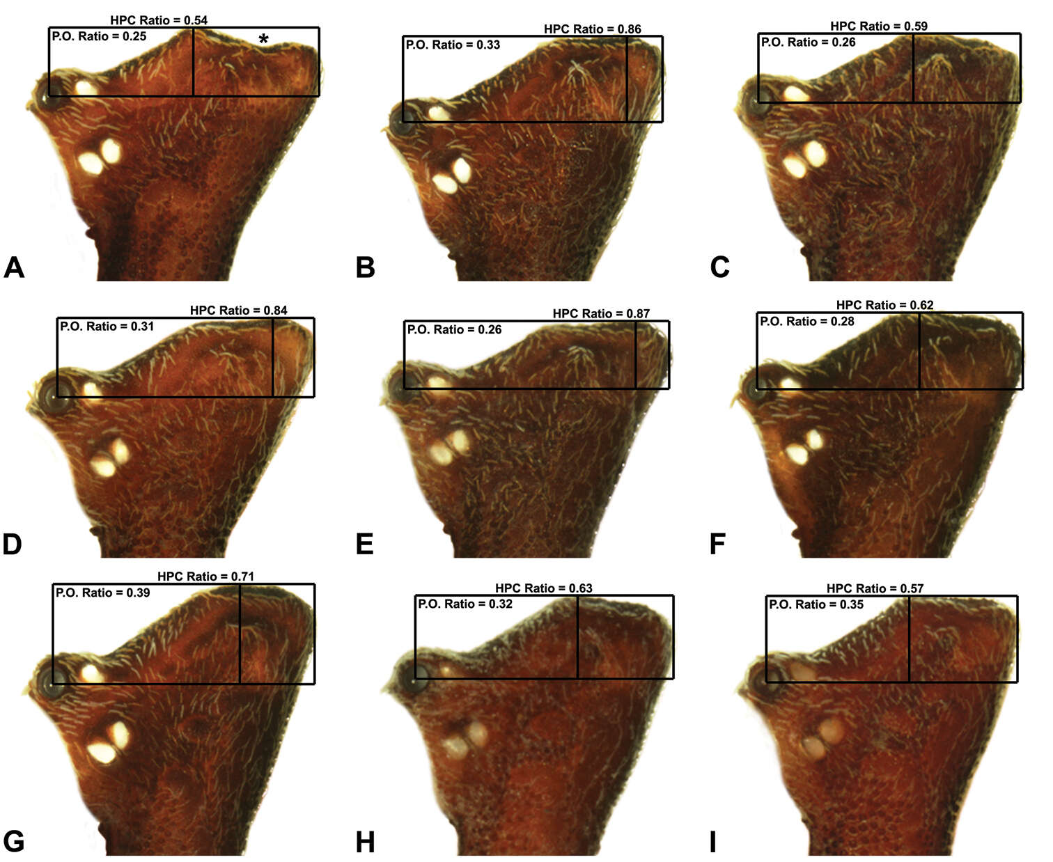 Image of Austrarchaea platnickorum Rix & Harvey 2011