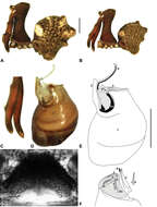 Image of Austrarchaea platnickorum Rix & Harvey 2011