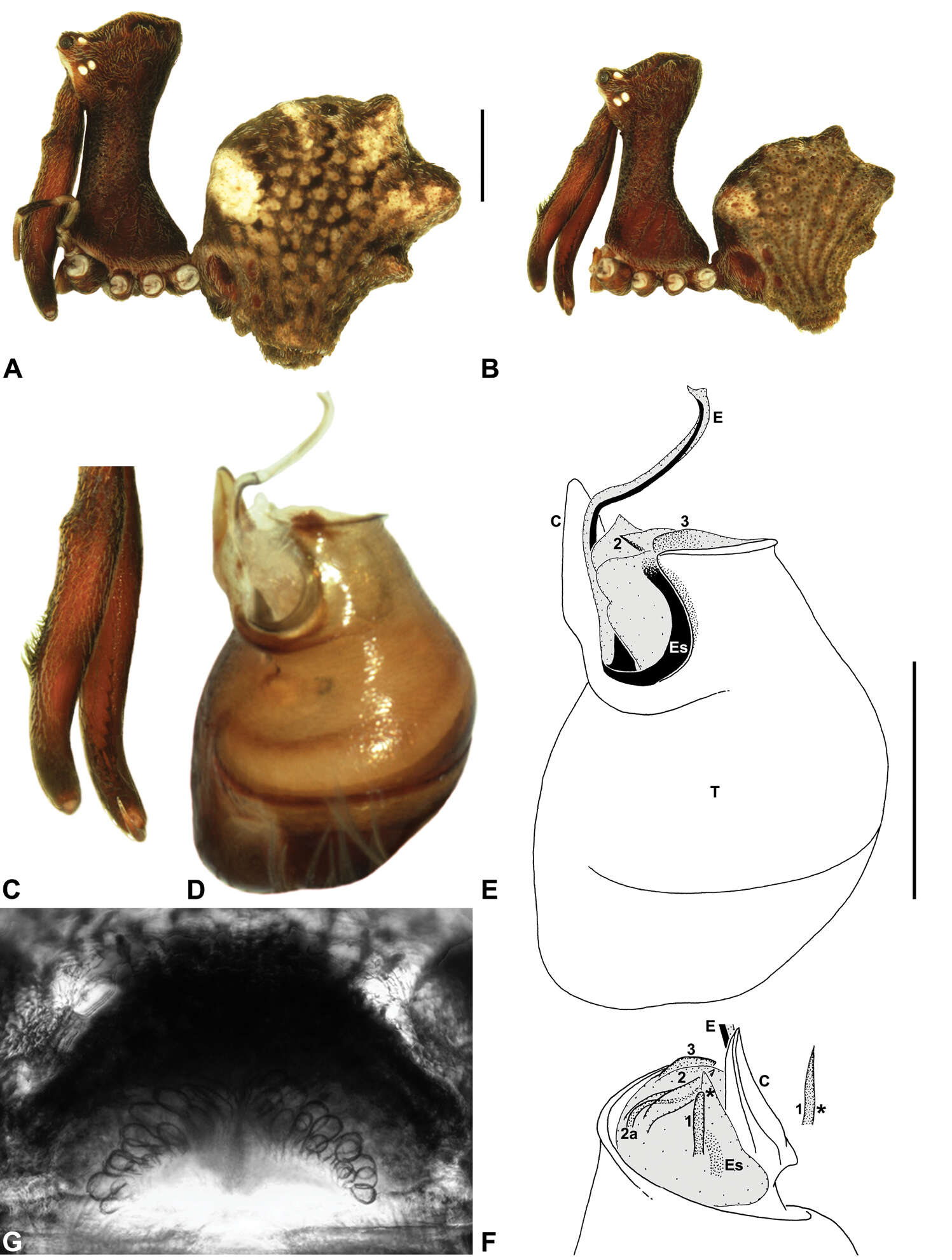 Image of Austrarchaea platnickorum Rix & Harvey 2011