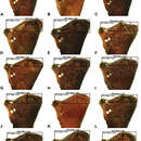 Image of Austrarchaea binfordae Rix & Harvey 2011