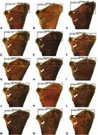 Image of Austrarchaea binfordae Rix & Harvey 2011