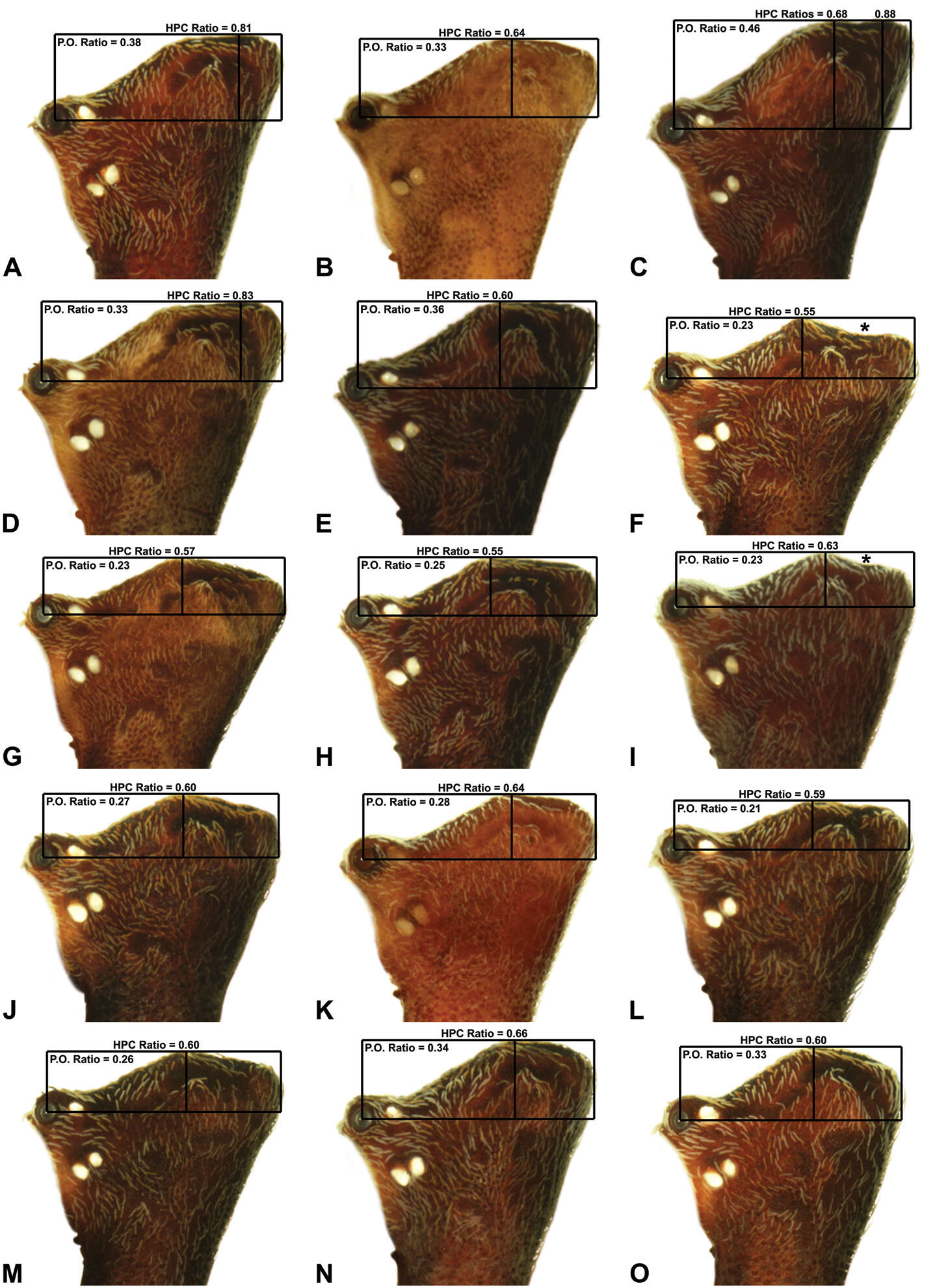 Image of Austrarchaea binfordae Rix & Harvey 2011