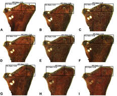 Image of Austrarchaea binfordae Rix & Harvey 2011