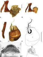 Image of Austrarchaea binfordae Rix & Harvey 2011