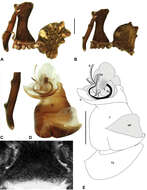 Image of Austrarchaea milledgei Rix & Harvey 2011