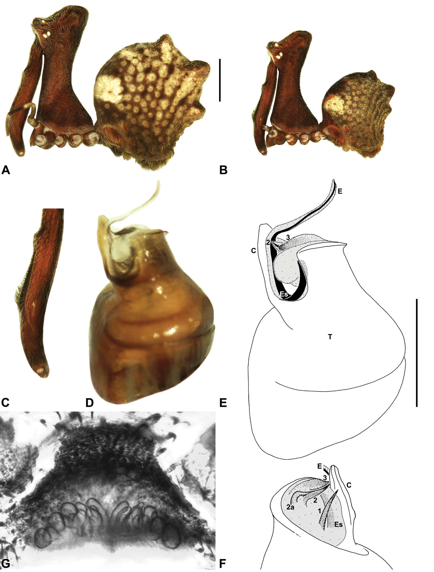 Image of Austrarchaea smithae Rix & Harvey 2011