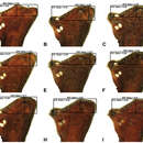 Image of Austrarchaea helenae Rix & Harvey 2011