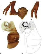 Image of Austrarchaea helenae Rix & Harvey 2011