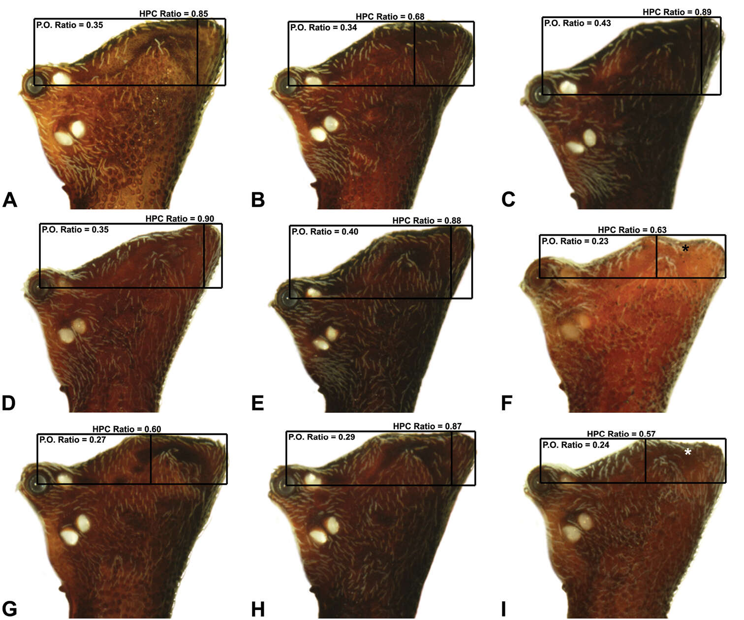 Image of Austrarchaea clyneae Rix & Harvey 2011