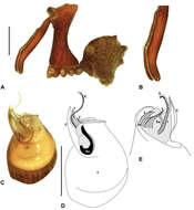 Image of Austrarchaea clyneae Rix & Harvey 2011