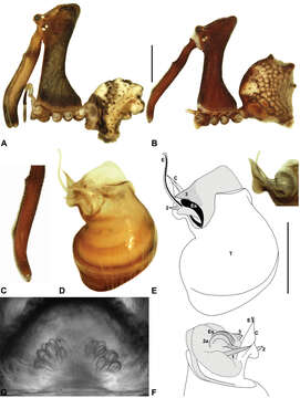 Image of Austrarchaea raveni Rix & Harvey 2011