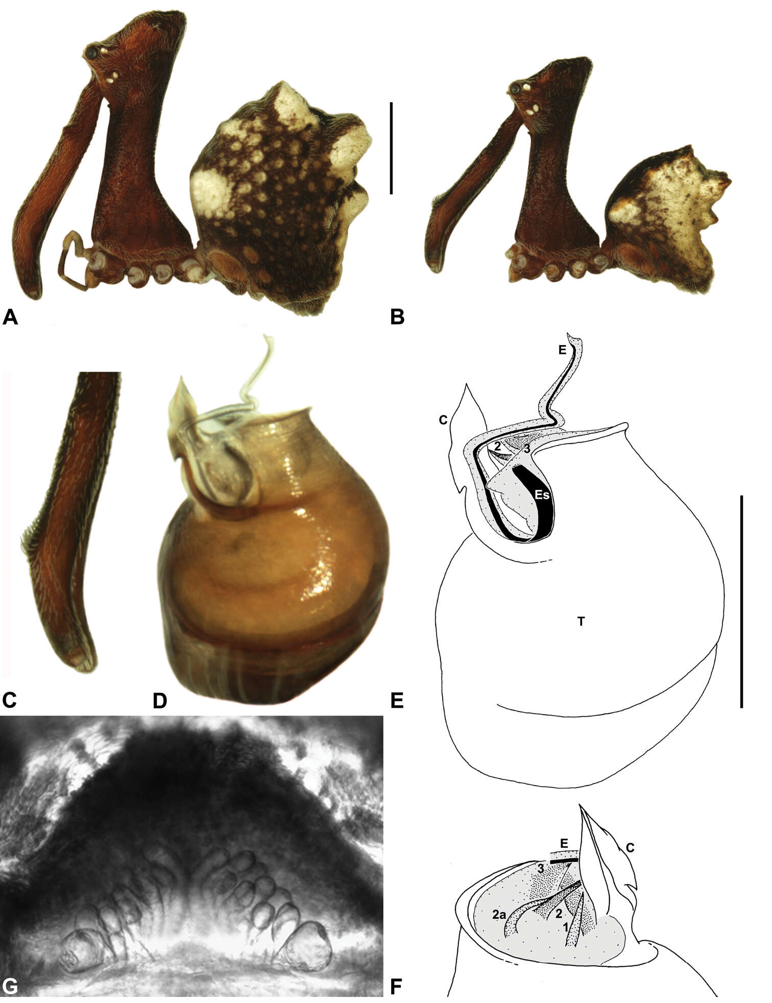 Image of Austrarchaea judyae Rix & Harvey 2011