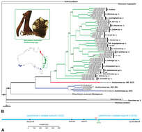 Image of Austrarchaea judyae Rix & Harvey 2011