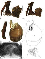 Image of Austrarchaea harmsi Rix & Harvey 2011