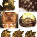 Image of Austrarchaea aleenae Rix & Harvey 2011