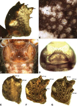 Image of Austrarchaea aleenae Rix & Harvey 2011