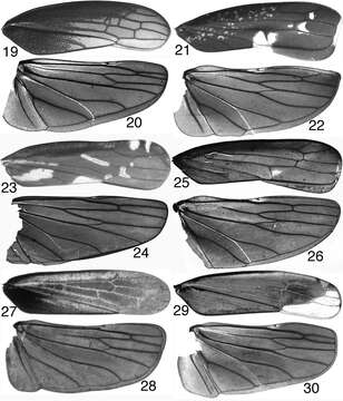 Image of Tungurahuala acuminata Dietrich 2011